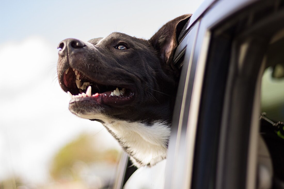 Waldsassen. Die fehlende Sicherung eines mitfahrenden Hundes war der Auslöser eines Verkehrsunfalls in Waldsassen. Verletzt wurde zum Glück niemand. Am Freitagmittag kam es in der Karolinenstraße zu einem Unfall, weil [&hellip;]