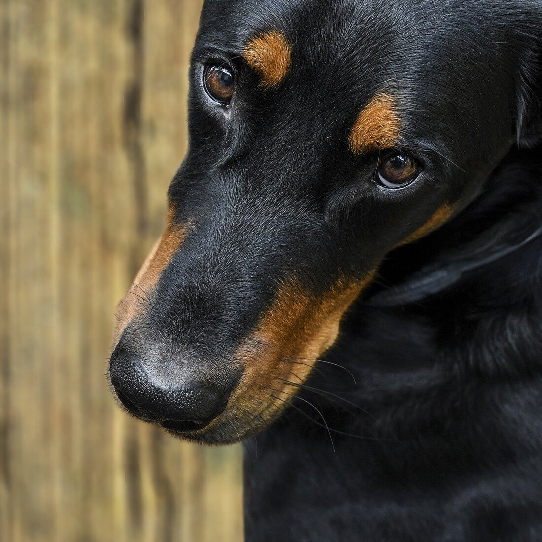 Weiden. Normalerweise kennt man so ein Verhalten eher von den vierbeinigen Freunden. In diesem Falle aber gerieten ein Frauchen und ein Herrchen aneinander. Streitthema waren die Hunde. Die Diskussion der [&hellip;]