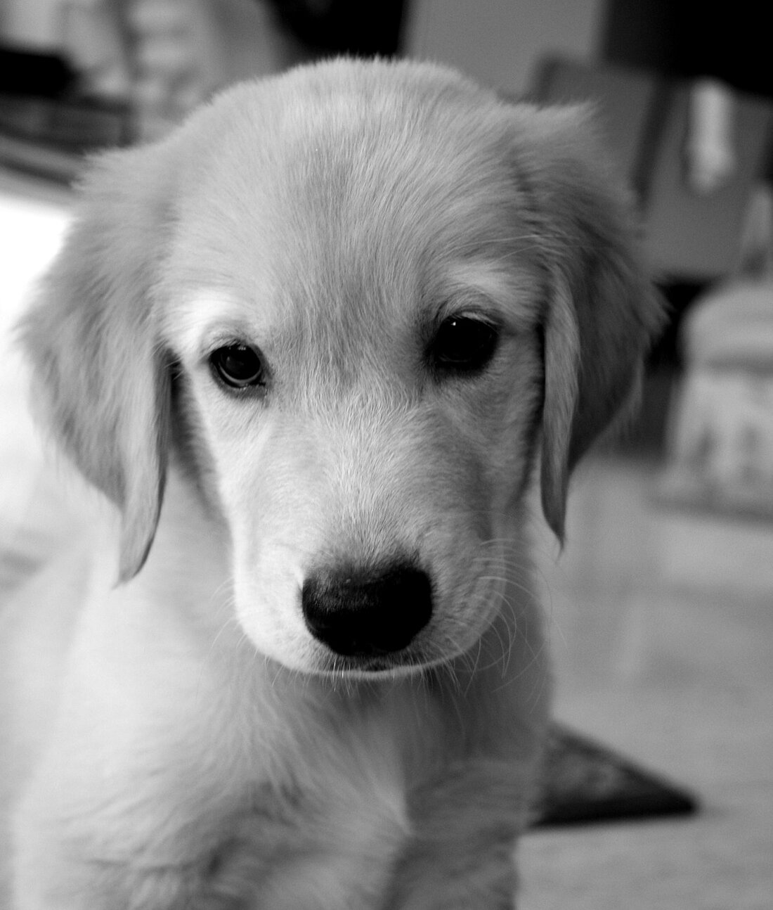 Weiden. Ein keiner Golden Retriever Welpe wurde wohl in Weiden das Opfer eines Tierquälers. Der Hund hatte einen Giftköder gefressen und musste nach qualvollen Tagen eingeschläfert werden. Die Polizei bittet [&hellip;]