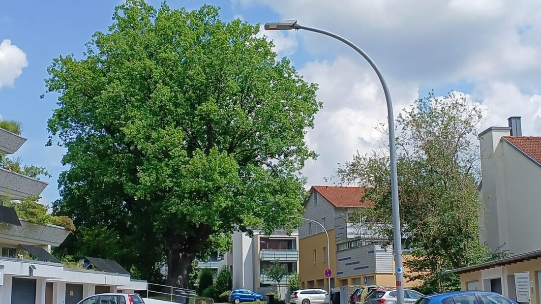 Amberg. Wegen Baumarbeiten an einer von Weißfäule befallenen Eiche wird die Jahnstraße am 21. und 22. Juli vollständig gesperrt. Die Stadt sucht zudem Zeugen nach einem Lastwagen-Schaden an einer Robinie beim Landgericht.