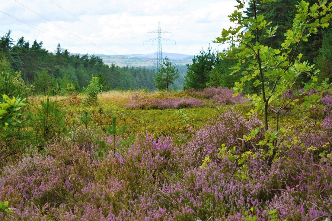 Grafenwöhr. Man muss nicht in die Lüneburger Heide fahren, denn: das Gute liegt so nah! Auch im Grafenwöhrer Wald blüht die Heide. Die Farbschattierungen reichen von flieder bis lila. Bei [&hellip;]