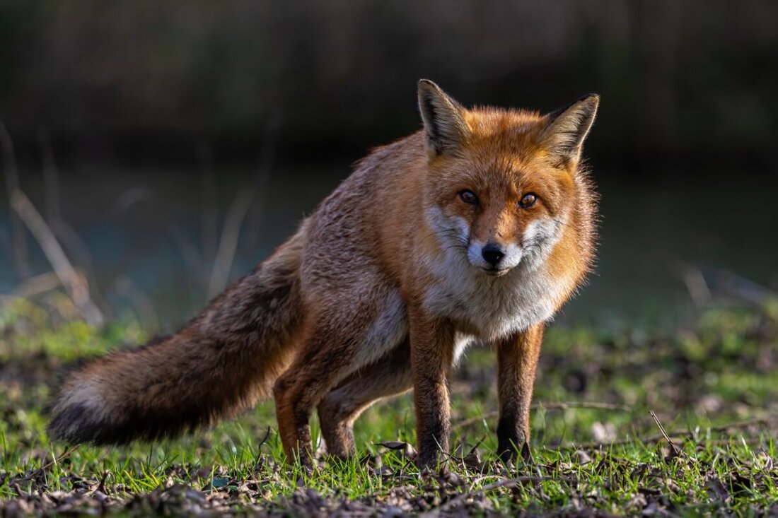 Eschenbach. Das Staupe-Virus wurde bei einem toten Fuchs nachgewiesen, insgesamt 20 tote Füchse im Raum. Hundehalter sollten jetzt impfen, ihre Hunde an die Leine nehmen und Kontakt zu Wildtieren und Kadavern meiden.