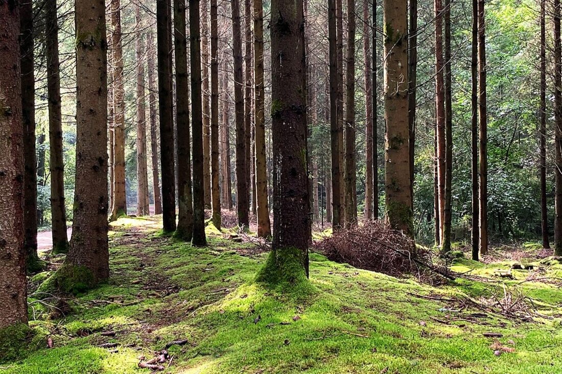 Tirschenreuth. Der Klimawandel fordert Waldbesitzer heraus. Eine kostenfreie Online-Veranstaltung der Bayerischen Verwaltung für Ländliche Entwicklung zeigt am 23. November um 19 Uhr Wege für zukunftsfähige Wälder und bessere Strukturen.