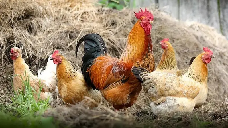 Allgemeinverfügung in Neustadt/WN nach Geflügelpest in Schwandorf