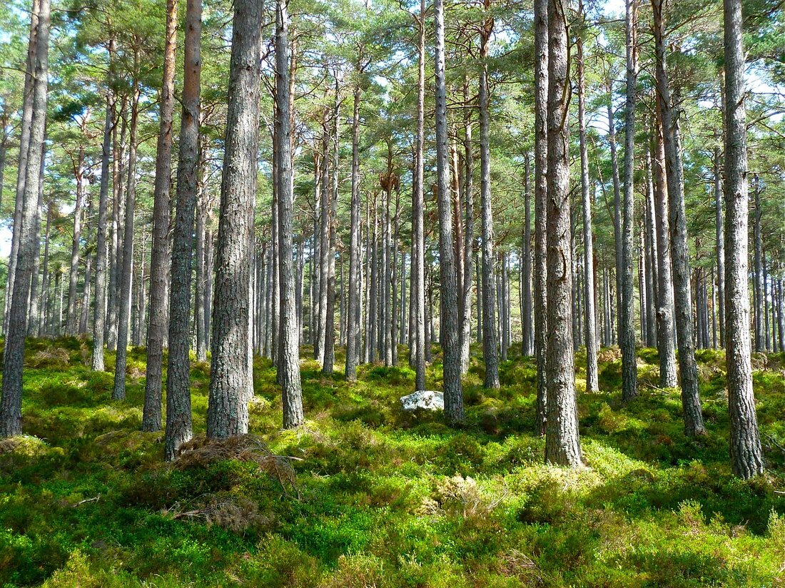 Neustadt/WN. Das Holz aus den Wäldern der Neustädter Corporation ist gefragt. Die Abnehmer zahlten im vergangenen Jahr gute Preise, sodass sich die 146 Holzrechtler über eine höhere Auszahlung freuen durften. [&hellip;]
