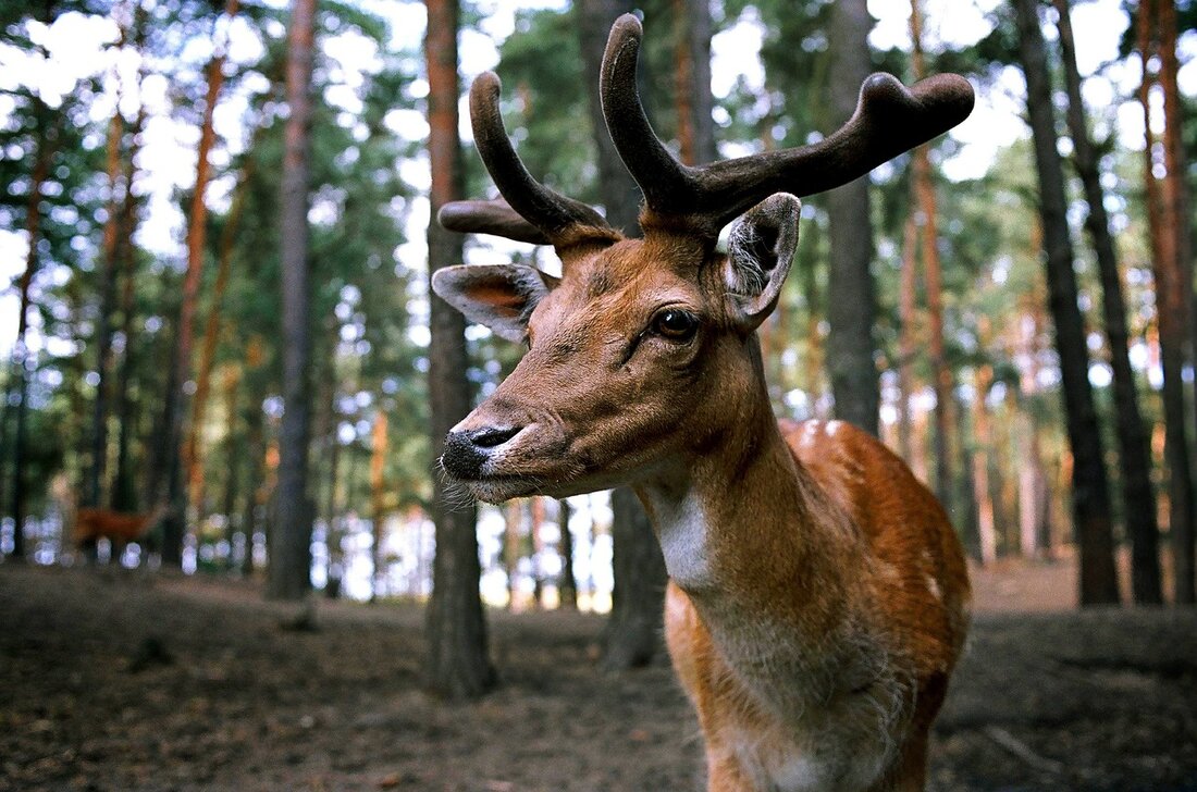 Tirschenreuth. Die Naturschutzbehörden im Landkreis Tirschenreuth haben einen umfangreichen Zuständigkeitsbereich. Deshalb suchen die hauptamtlichen Fachkräfte nach Ehrenamtlichen, die sie bei ihrer Arbeit unterstützen.  Am Landratsamt Tirschenreuth sind bereits für die Bereiche [&hellip;]