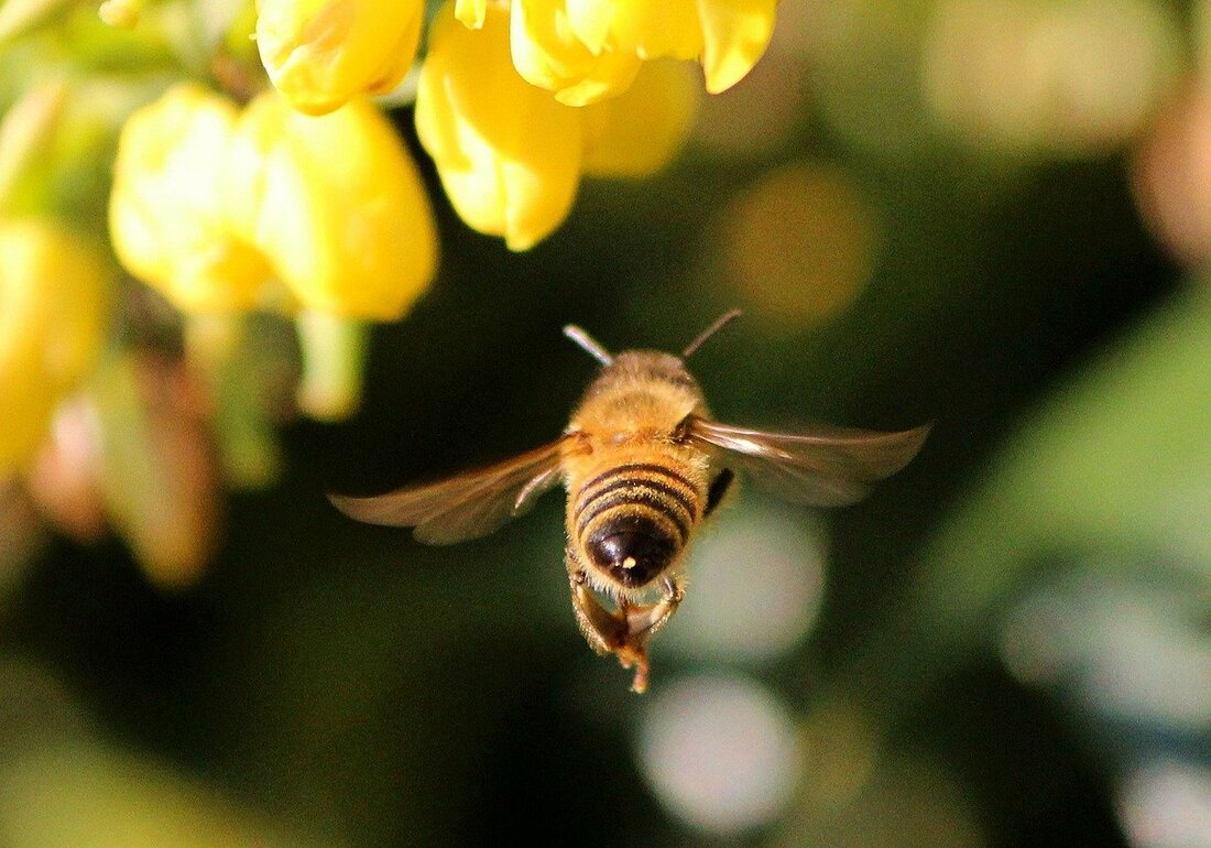 Neustadt/WN. Mit einem Volksbegehren will die ÖDP dem Insektensterben Einhalt gebieten. Ab 31. Januar kann man sich in die Listen eintragen. Die Initiatoren betonen, dass sich ihre Aktion nicht gegen die [&hellip;]