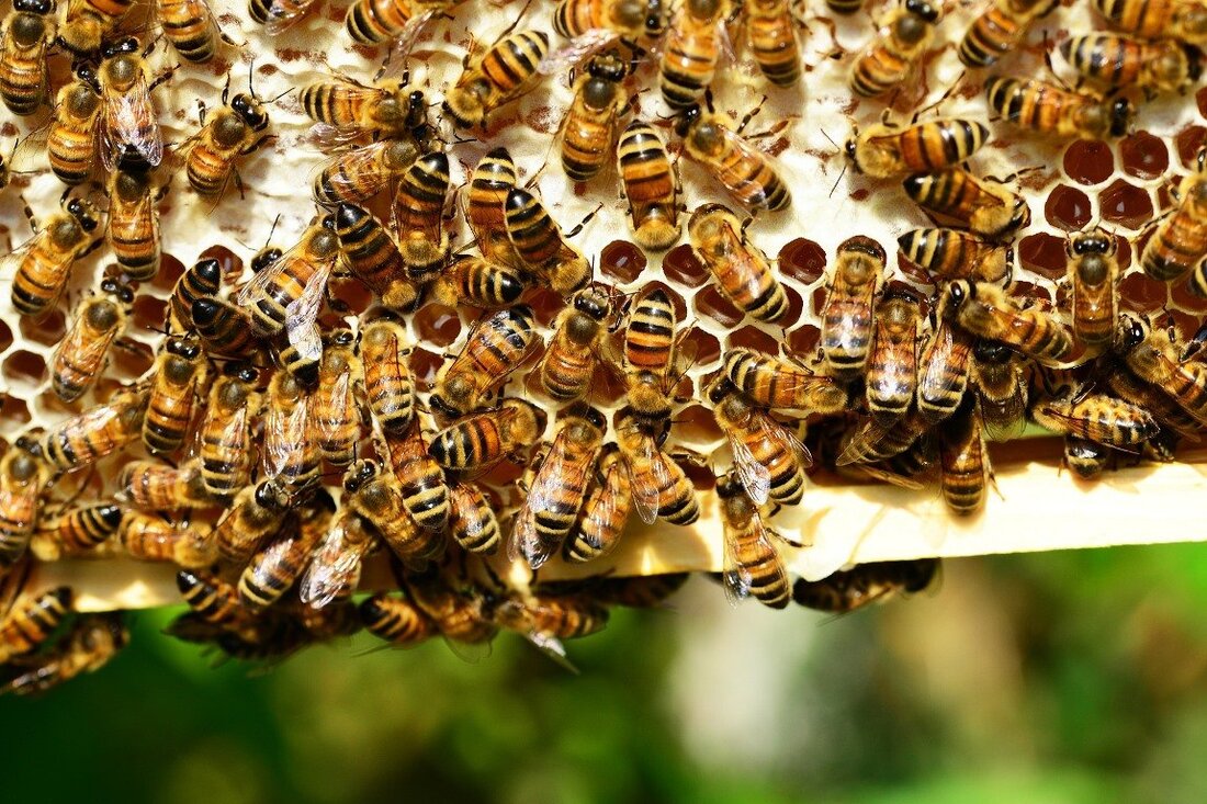 Weiden. Stimmberechtigt für das Volksbegehren „Artenvielfalt &amp; Naturschönheit in Bayern“ mit der Kurzbezeichnung „Rettet die Bienen!“ im Zeitraum vom 31. Januar bis 13. Februar 2019 ist grundsätzlich nur derjenige, der [&hellip;]