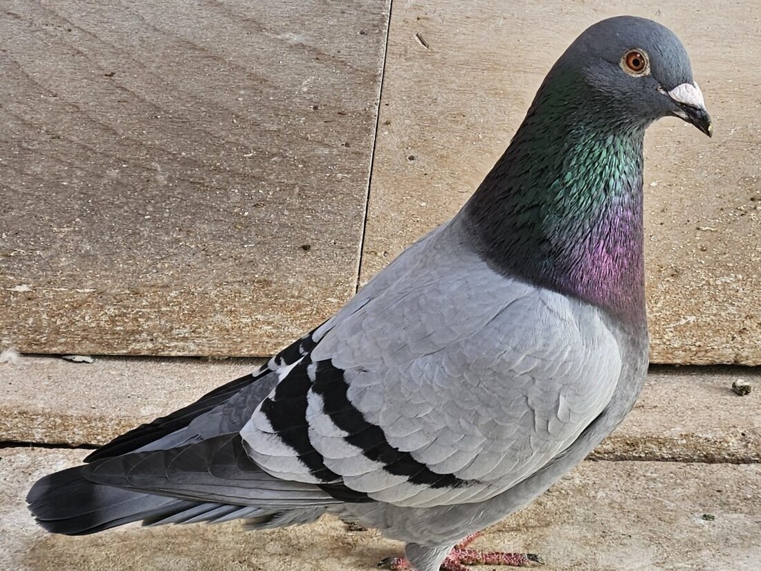 Irchenrieth. Beim Regionalflug des Verbands 653 Oberpfalz am 19. Juli 2025 errangen Brieftauben aus Irchenrieth einen Doppelsieg. Die Schlaggemeinschaft Bertelshofer erreichte mit ihren Tauben die ersten beiden Plätze unter 1.610 teilnehmenden Brieftauben.