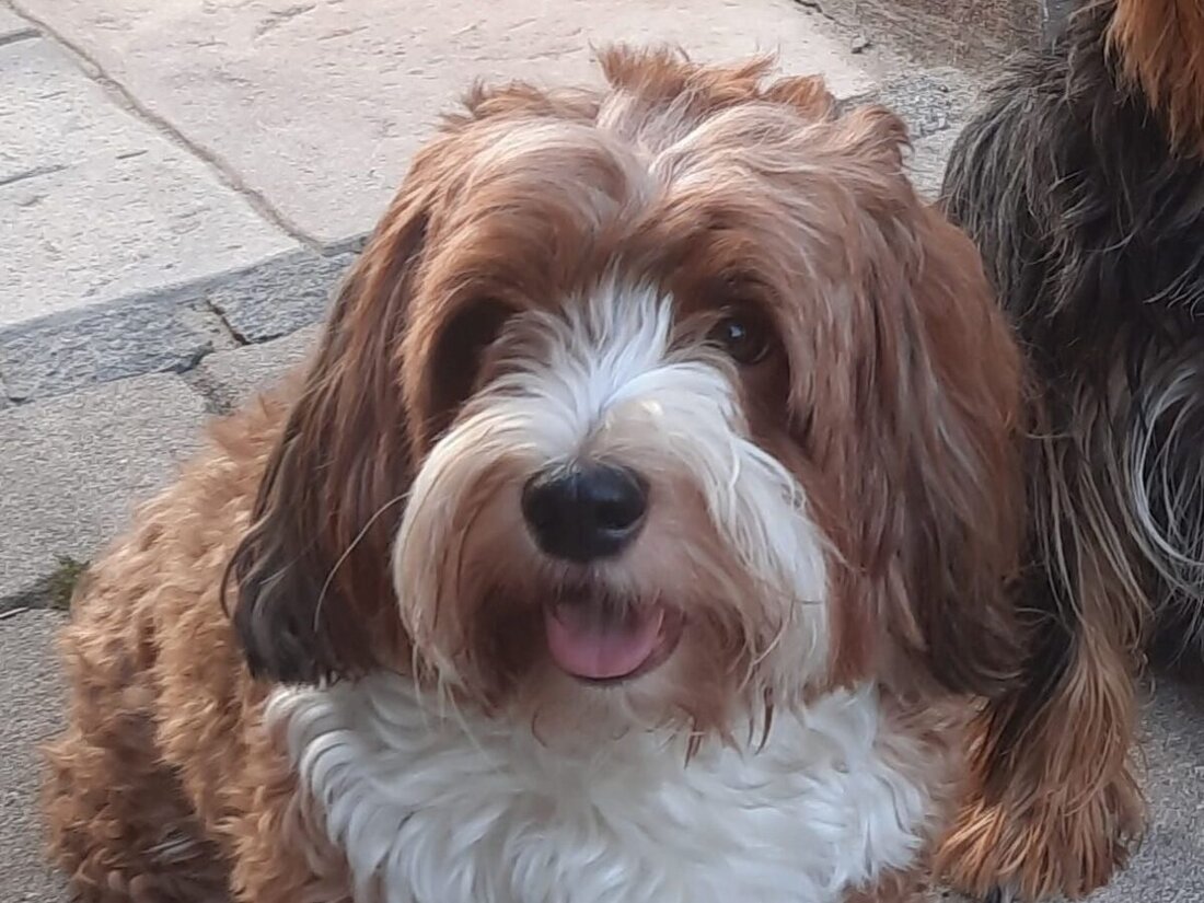 Kemnath. Der vermisste zweijährige Havaneser Timo wurde zuletzt am Freitag in Kemnath gesichtet, seine Besitzer bieten 750 Euro Finderlohn.