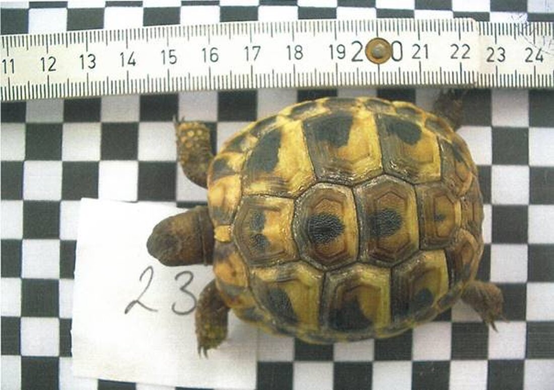 Irchenrieth. Wenn das nicht einmal ein Happy-End ist: Der kleine Schildkröten-Mann, der vergangene Woche als gestohlen gemeldet wurde, ist wieder zurück.  Von Kristine Mann Manfred Urban, der Besitzer des Tierparks [&hellip;]