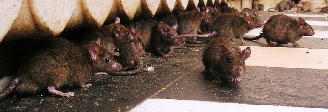 Weiden. Die Stadt Weiden sagt den Ratten den Kampf an. Ab 10. September legt eine Schädlingsbekämpfungsfirma auf öffentlichem Grund der Stadt Weiden Köderpräperate aus.  Mit der Durchführung der Rattenbekämpfung im [&hellip;]