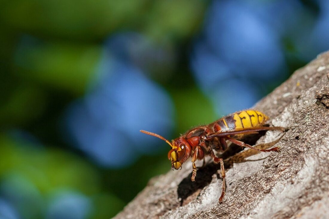 Neustadt. Das Landratsamt Neustadt sucht ehrenamtliche Hornissenberater zur Unterstützung der unteren Naturschutzbehörde, um Konflikte zwischen Menschen und Hornissen durch Beratung und ggf. Umsiedlung zu minimieren.