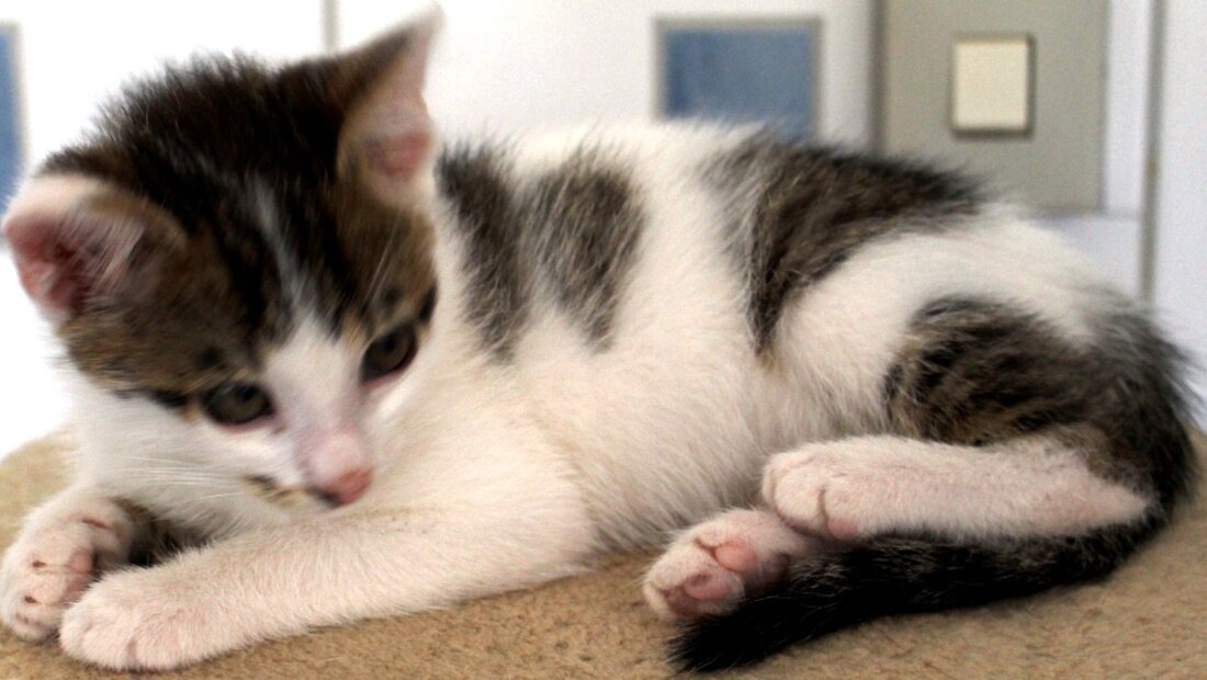 Weiden. Heute ist der internationale Tag der Katze. Deshalb haben wir dem Katzenhaus in Weiden mal einen Besuch abgestattet und uns einige Fragen von Leiterin Jutta Böhm beantworten lassen. Von [&hellip;]