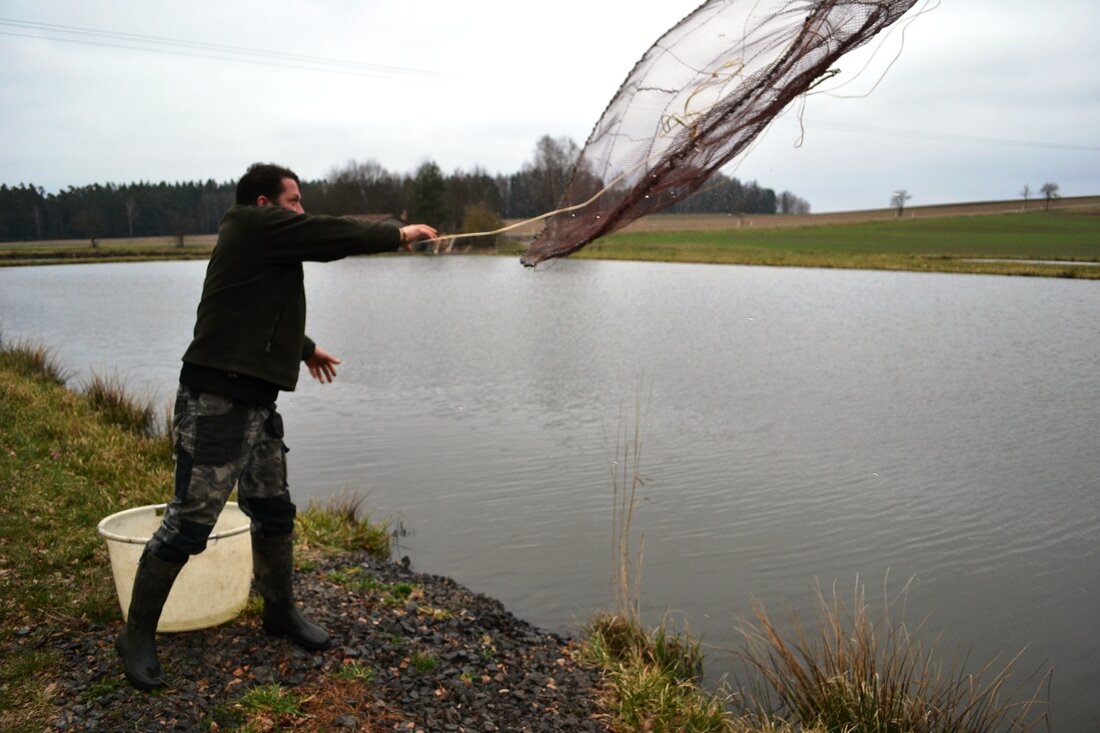 Kornthan. So majestätisch der Kormoran auch sein mag, für viele Nordoberpfälzer Fischzüchter ist er ein Schreckgespenst. Der Landesbund für Vogelschutz sieht aber keinen Anlass für den vermehrten Abschuss des bis vor [&hellip;]