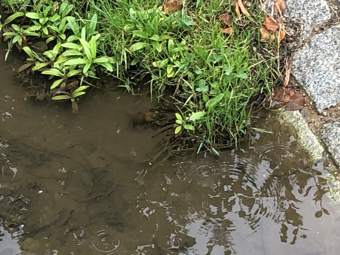 Edeldorf. Die vermeintliche Verschmutzung eines renaturierten Baches in Edeldorf war gar keine Umweltsünde, wie sich jetzt herausgestellt hat. Ganz im Gegenteil. Von Gabi Eichl Der Zweite Bürgermeister Karl Völkl hatte [&hellip;]