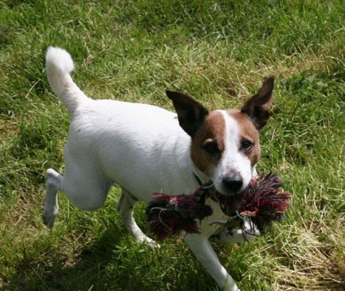 Weiden. Lucky sucht ein neues Herrchen oder Frauchen. Sein Vorbesitzer konnte sich nicht mehr um ihn und seinen Kompanen Timo kümmern, da er nun schon seit über zwei Jahren im [&hellip;]