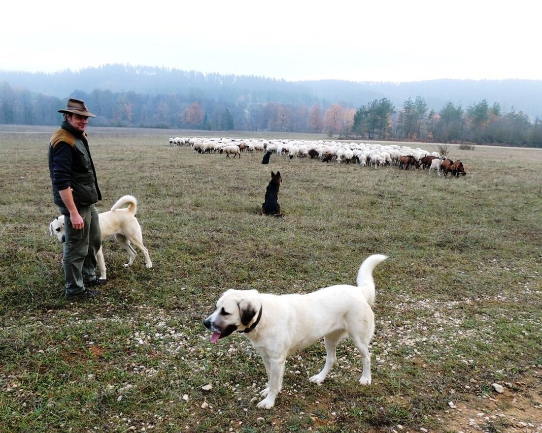 Grafenwöhr. Für den Beutegreifer Wolf ist der Tisch im Übungsplatz mit seinem großen Rotwildbestand reich gedeckt. Alte Tiere, schwache Hirsche und Kälber aber auch der geschützte Biber wurden durch den [&hellip;]