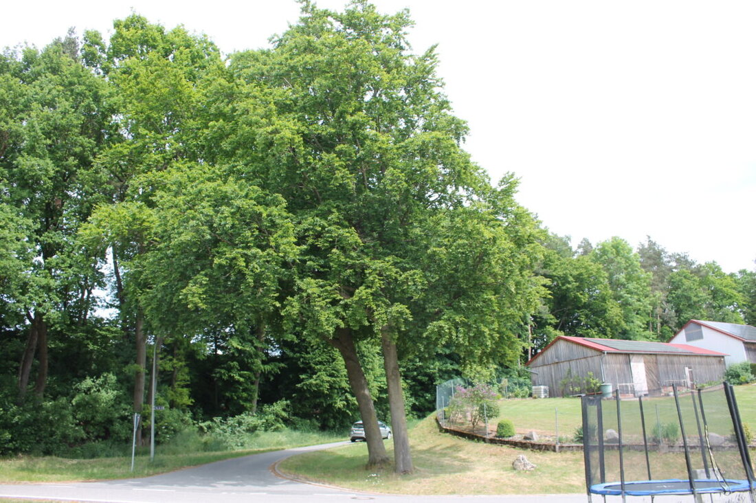 Trabitz. In der Gemeinderatssitzung wurden verschiedene Beschlüsse gefasst, darunter die Installation einer Straßenlaterne und das Ablehnen der Fällung zweier Buchen. Weitere Themen waren die Instandsetzung von Wegen und das Problem gestohlener Verkehrsschilder.