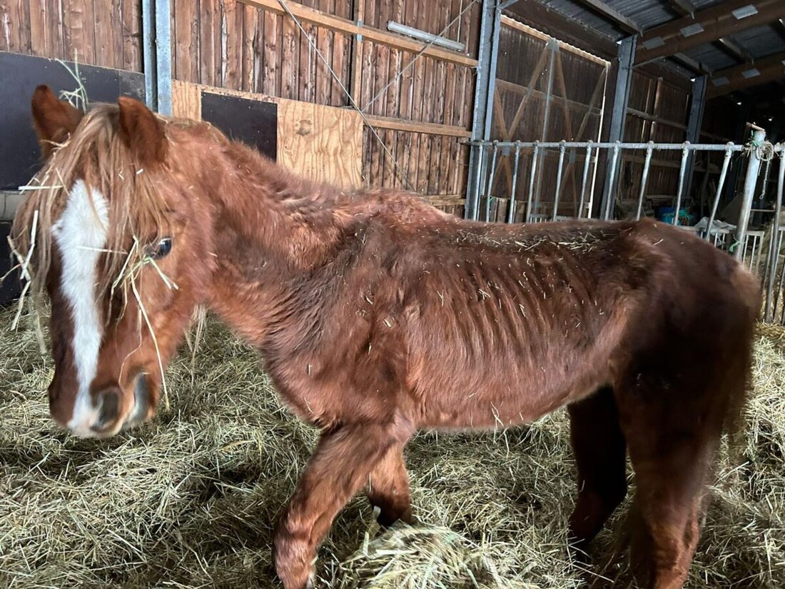 Amberg. Reitstallbesitzerin wegen Tierquälerei in fünf Fällen zu Geldstrafe verurteilt, genaues Maß abhängig von finanzieller Situation.