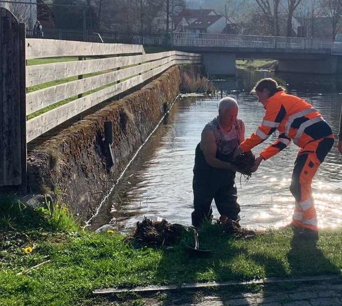 Schönsee. Gespendete Seerosen wurden im Hahnenweiher gepflanzt, um Schönsees Ambiente zu bereichern und die lokale Flora zu unterstützen. Die Aktion wurde von Bürgermeister, Spenderin und Initiatoren bei sonnigem Wetter begleitet.