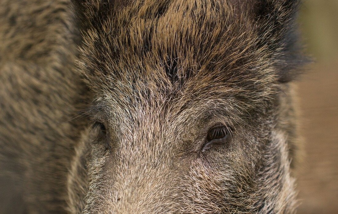 Parkstein. Eine Wildschweinrotte kommt zwei Autofahrern und einem Motorradfahrer in die Quere – mehrere Tiere überleben die Unfälle nicht.  Montagmorgen, 6:20 Uhr: Die Woche beginnt für drei Verkehrsteilnehmer auf der [&hellip;]