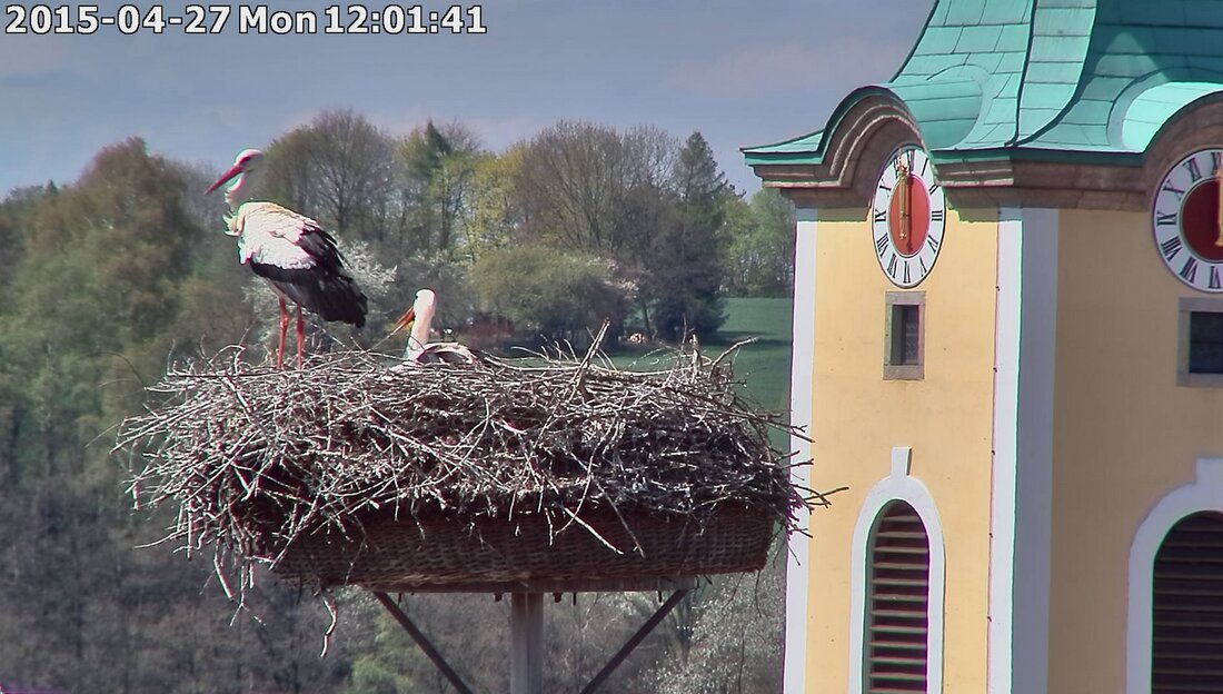 Neustadt/Weiden. Per “StorchCam” können interessierte Vogelfreunde das Storchenpaar auf dem Alten Schloss des Landratsamts Neustadt jetzt in Echtzeit bei ihren Brutbemühungen zusehen.  Die StorchCam ist unter www.neustadt.de in der rechten Leiste zu [&hellip;]